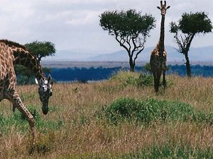 Giraffe between trees in Maasai Mara