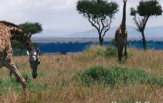 Giraffe in Maasai Mara game reserve